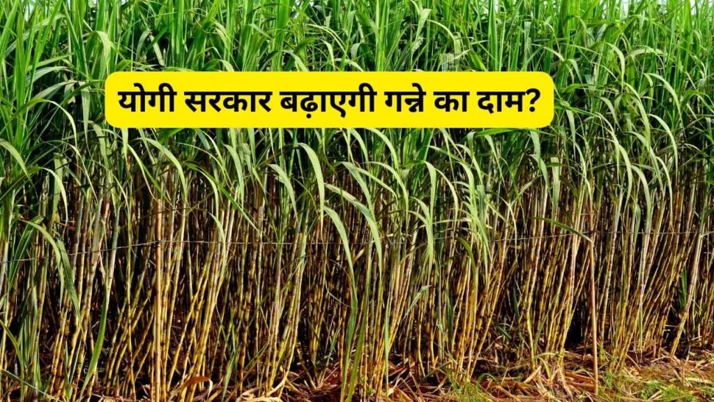 sugarcane price